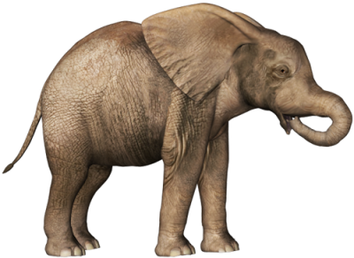 HD Elephant Image PNG Images
