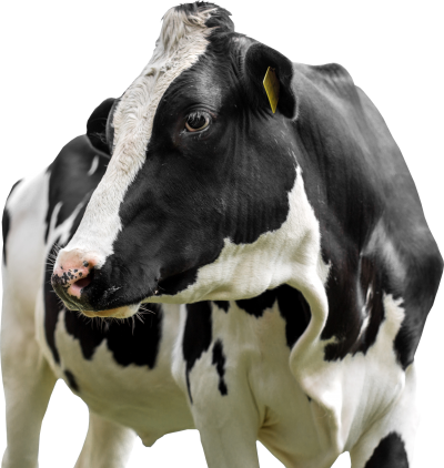Black White Cow Animal, Farm Hd Png PNG Images