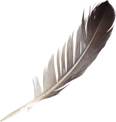 Premium Vector  White soft feathers bird plumage isolated on transparent  background isolated on background vector illustration