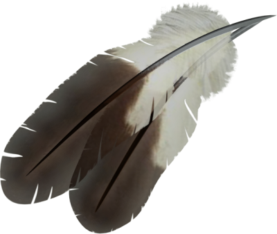 Bird, Feather, Flying, Winged, White, Dark Images PNG Images