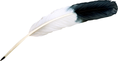 Black, White, Bird Feather, Animal, Feather Png PNG Images