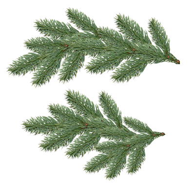 Beautiful Fir Tree Background Transparent PNG Images