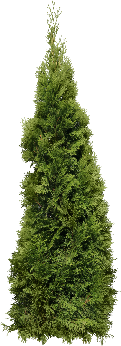 Blurred Fir Tree Transparent Free PNG Images