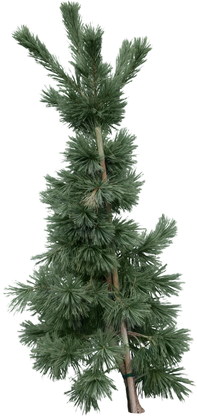Fir Tree Png Hd PNG Images