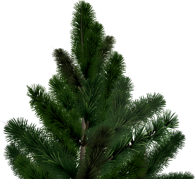 Fir Tree Wonderful Png Clipart PNG Images