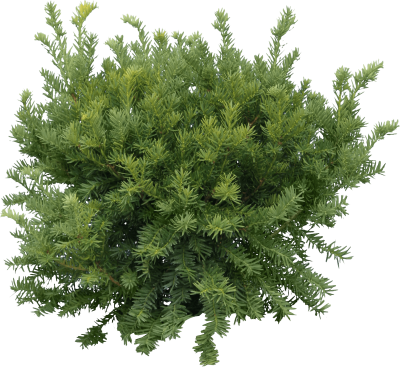 Green Fir Tree Png Free PNG Images