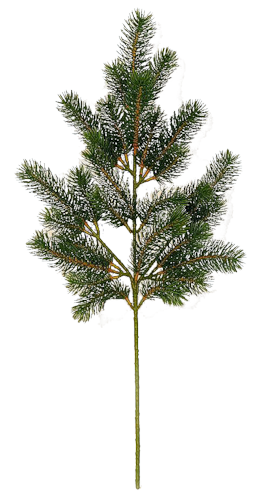 High Quality Fir Tree Free Png PNG Images