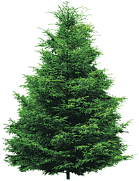 Wonderful Fir Tree Icon Png PNG Images