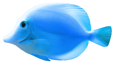 Download FiSH Free PNG transparent image and clipart