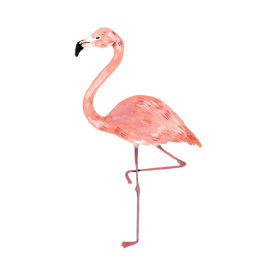 Delicate Pink Flamingo Coloring Photo Hd Png PNG Images