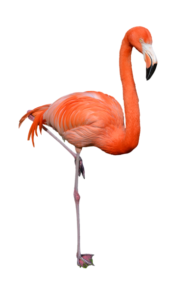 Orange Flamingo Transparent Free PNG Images