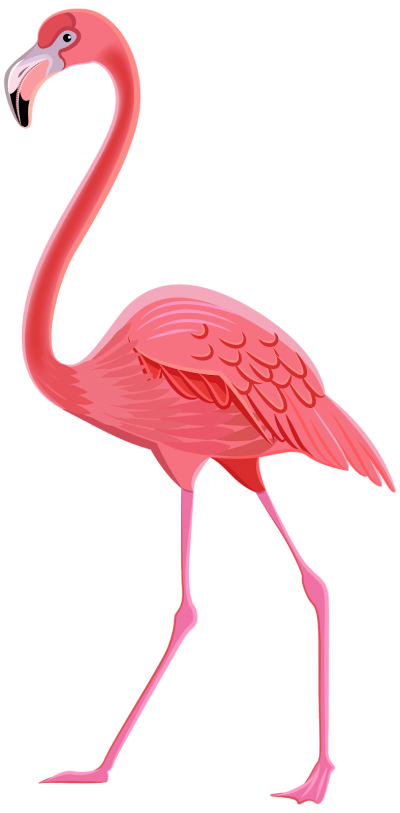 Pink Flamingo With Spread Legs Png Hd PNG Images