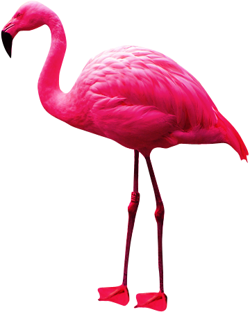 Pink Long Flamingo Png Clipart PNG Images