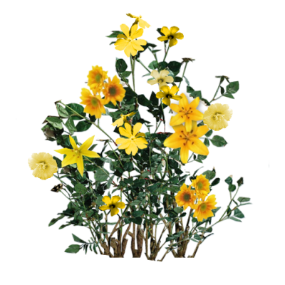 Plant, Seed Beautiful Yellow Floral Transparent Free PNG Images