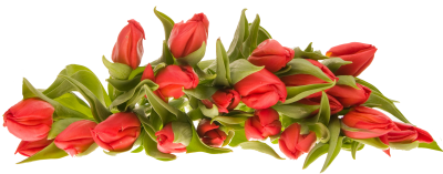 Red Tulip Floral Images Hd Transparent PNG Images