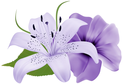 White And Purple Orchid Floral Hd Transparent PNG Images