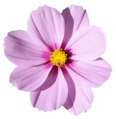 Blossom Flower Png Transparent Picture PNG Images