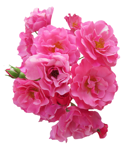 Bunch Pink Rose Flower Png Image Pngpix PNG Images
