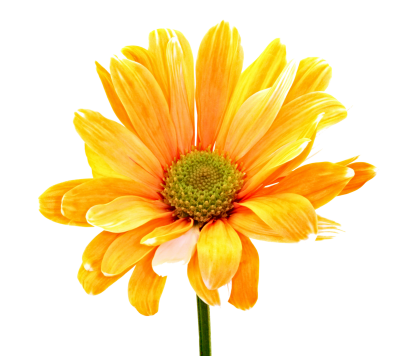 Colorful Flowers Png Orange Daisy PNG Images