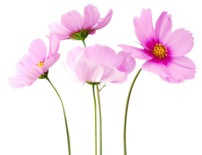 Cosmea Flower Png Image Hd PNG Images