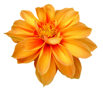 Dahlia Flower Png Orange Transparent Image PNG Images