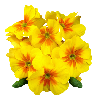 Elegant Primrose Flower Png Image PNG Images