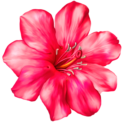 Exotic Pink Flower Png Clipart Picture PNG Images