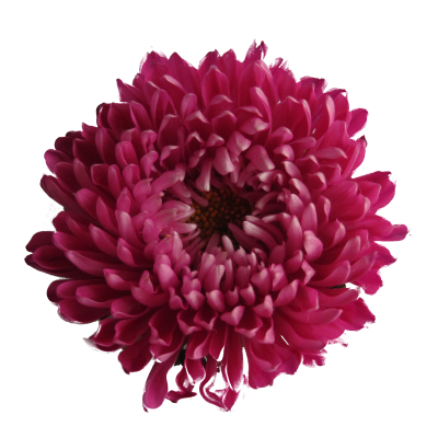 Exotice Flower Png PNG Images