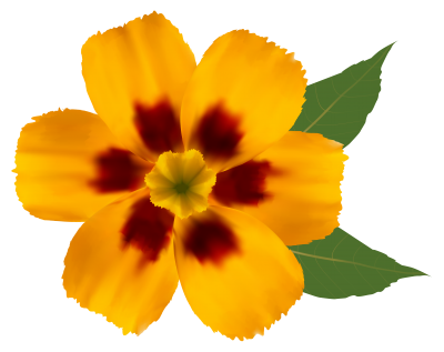 Flower Png Image Daisy PNG Images