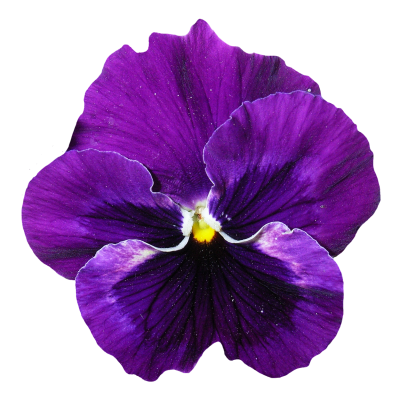 Pansy Flower Png Transparent Purple PNG Images
