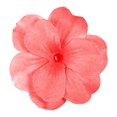 Pink Daisy Flowe Png PNG Images