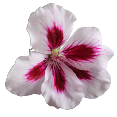 Png Geranium Flower PNG Images