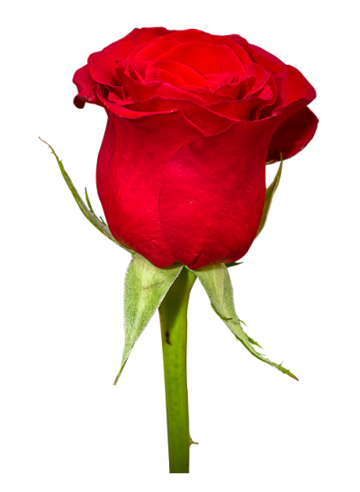 Rose Flower Png Image Photo PNG Images