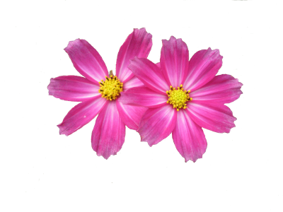 Two Pink Flower Png PNG Images