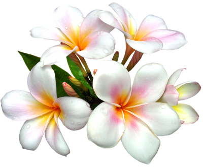White Large Png Flower PNG Images