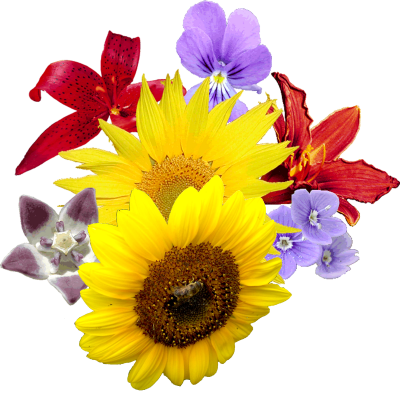 Flowers Clipart Photo PNG Images