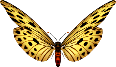 Beautiful Yellow Butterfly Fotos Transparent Background Free Download PNG Images