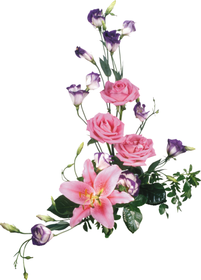 Pink Rose Coming Out Of The Ground Fotos Background Clipart Download PNG Images