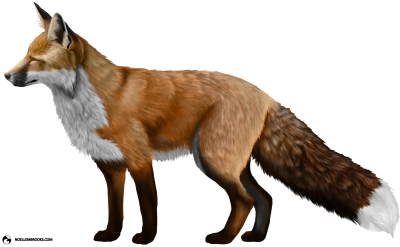 Fox High Quality PNG PNG Images