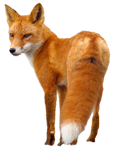 Fox PNG Icon PNG Images