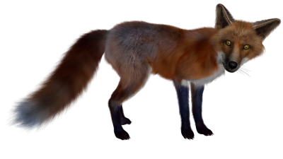 Fox Wonderful Picture Images PNG Images