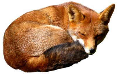 Fox Sleep Transparent Image PNG Images