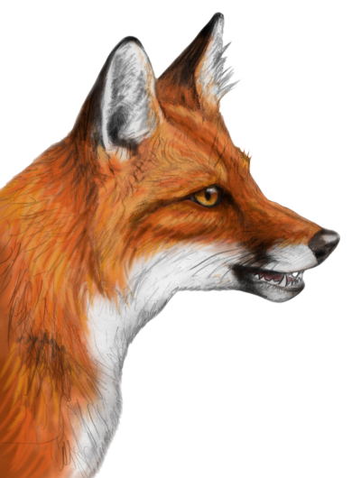 Fox Icon Clipart PNG Images