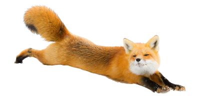 Fox Picture PNG Images