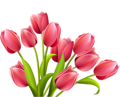 Best Tulip Flower Png Images PNG Images