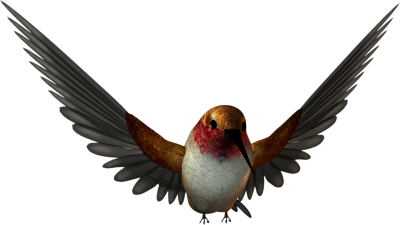 Birds Png Graphic Clipart Best PNG Images