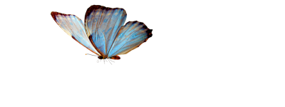 Butterfly Transparent Png Images Fade Example PNG Images