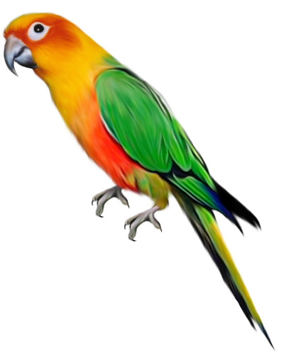 Parrot Png Images, Pictures Download PNG Images