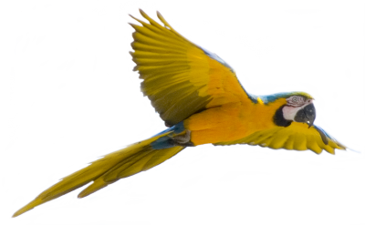 Parrot Png Images, Pictures Download 2 PNG Images