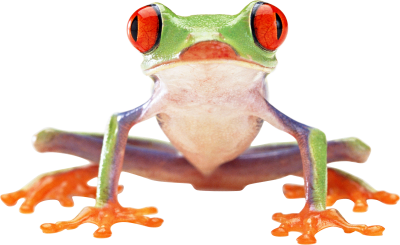 Frog Clipart Transparent PNG Images